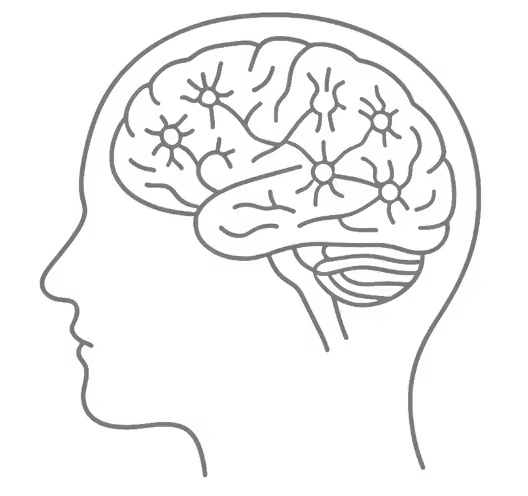 Brain Anatomy Context
